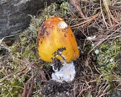 Amanita