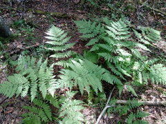 Dryopteris expansa