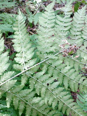 Dryopteris expansa