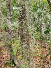 Tillandsia usneoides