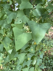 Persicaria perfoliata