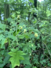 Polymnia canadensis