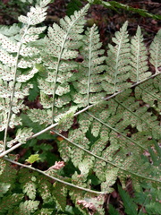 Dryopteris expansa