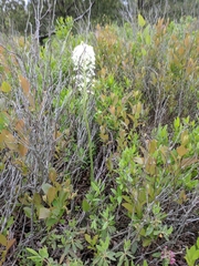 Xerophyllum asphodeloides