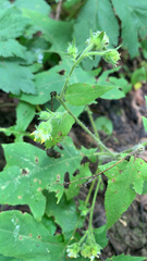 Polymnia canadensis