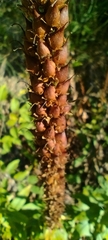 Digitalis micrantha