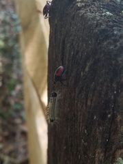 Euthyrhynchus floridanus