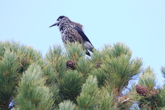 Nucifraga caryocatactes