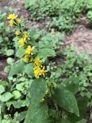 Solidago albopilosa