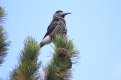 Nucifraga caryocatactes