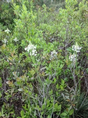 Xerophyllum asphodeloides
