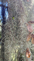 Tillandsia usneoides