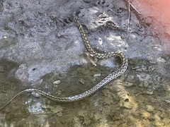 Thamnophis marcianus