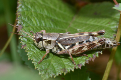 Melanoplus fasciatus
