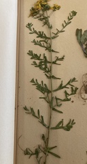 Hypericum perforatum