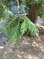 Thuja occidentalis