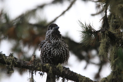 Nucifraga caryocatactes