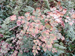 Thalictrum aquilegiifolium