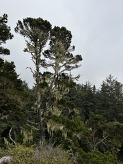 Pinus contorta contorta