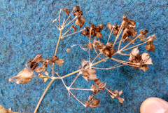 Thalictrum aquilegiifolium