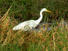 Ardea intermedia brachyrhyncha