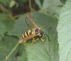 Pennisetia marginatum