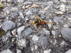 Sericomyia silentis