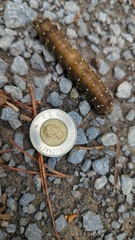 Eacles imperialis pini