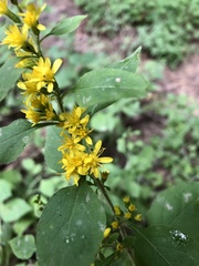 Solidago albopilosa