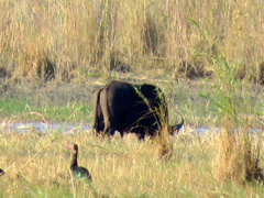 Syncerus caffer caffer