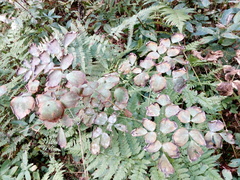 Thalictrum aquilegiifolium