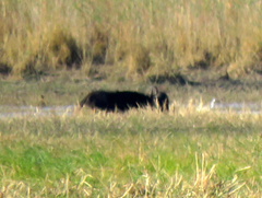 Syncerus caffer caffer