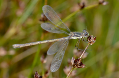 Lestes disjunctus