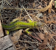 Lacerta bilineata