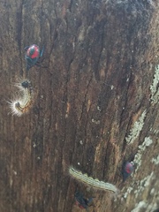 Euthyrhynchus floridanus