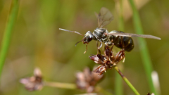 Formica fusca