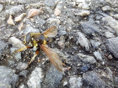 Sericomyia silentis