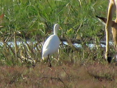 Bubulcus ibis ibis