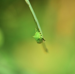 Stictocephala bisonia