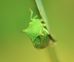 Stictocephala bisonia