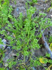 Scleranthus perennis