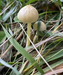 Bolbitius