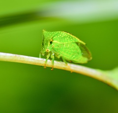 Stictocephala bisonia