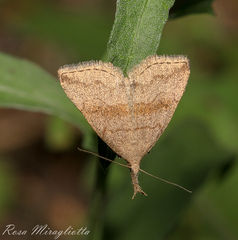 Phalaenostola metonalis
