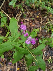 Vernonia missurica