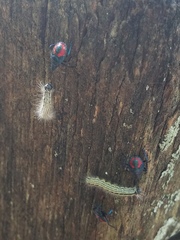 Euthyrhynchus floridanus