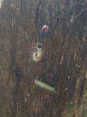 Euthyrhynchus floridanus