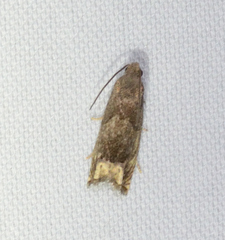 Epiblema strenuana