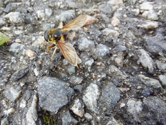 Sericomyia silentis