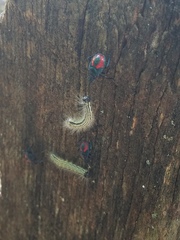 Euthyrhynchus floridanus